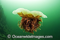 Lions Mane Jellyfish Vancouver Island Photo - Michael Patrick O'Neill