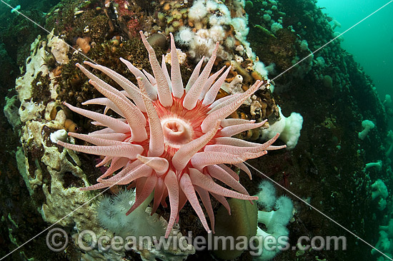 Snakelock Anemone Cribrinopsis fernaldi photo