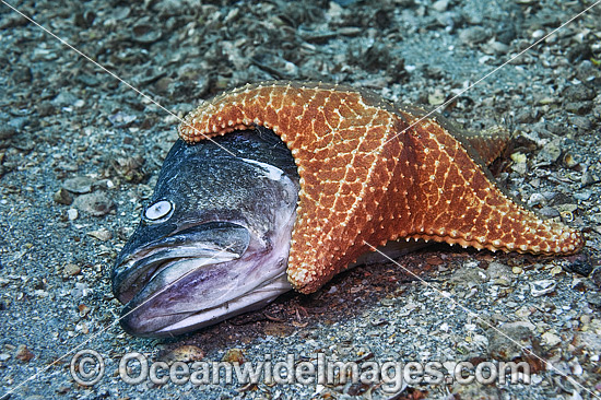 Sea Stars feeding on a dead fish photo Sea Stars feeding on a dead fish photo