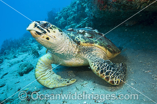 Hawksbill Turtle Florida photo Hawksbill Turtle Florida photo