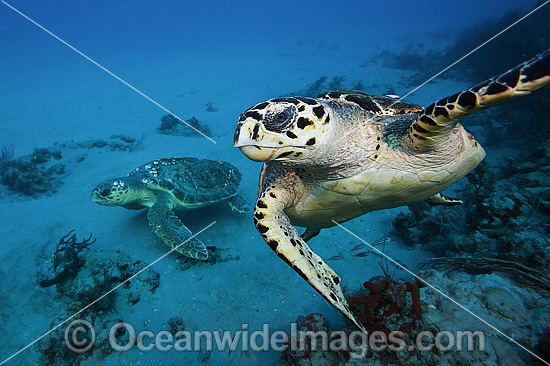 Hawksbill Turtle Florida photo Hawksbill Turtle Florida photo