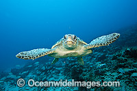 Loggerhead Sea Turtle Photo - Michael Patrick O'Neill