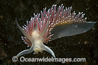 Red Flabellina Nudibranch Flabellina triophina Photo - Michael Patrick O'Neill