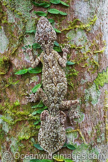 Leaf-tailed Gecko on Palm photo Leaf-tailed Gecko on Palm photo