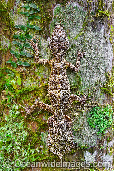 Leaf-tailed Gecko on Palm photo Leaf-tailed Gecko on Palm photo