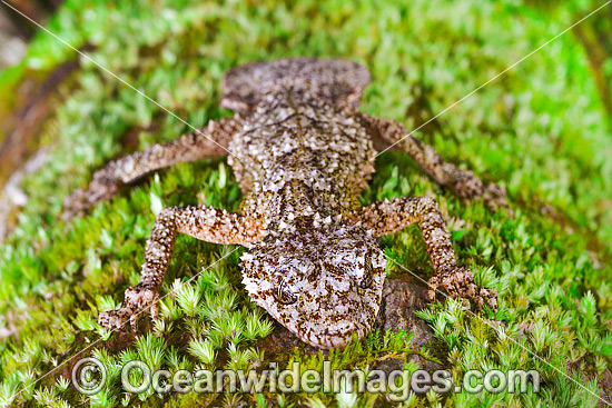 Leaf-tailed Gecko on Bangalow Palm photo Leaf-tailed Gecko on Bangalow Palm photo