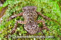 Leaf-tailed Gecko on Bangalow Palm Photo - Gary Bell