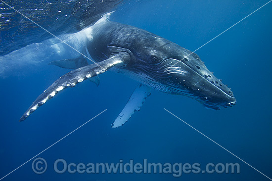 Humpback Whale calf photo Humpback Whale calf photo
