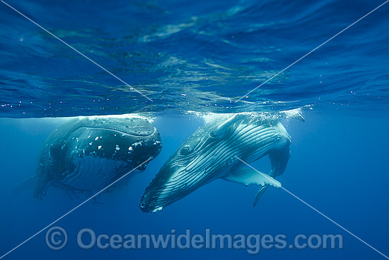 Humpback Whale mother and calf photo Humpback Whale mother and calf photo