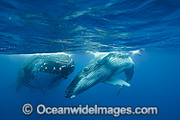 Humpback Whale mother and calf Photo - Vanessa Mignon