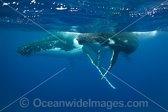 Humpback Whale mother and calf photo Humpback Whale mother and calf photo
