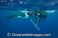 Humpback Whale mother and calf Photo - Vanessa Mignon