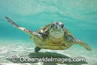 Green Sea Turtle Lord Howe Island Photo - Vanessa Mignon