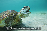 Green Sea Turtle Lord Howe Island Photo - Vanessa Mignon