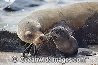 Galapagos Sea Lion Zalophus wollebaeki Photo - Vanessa Mignon