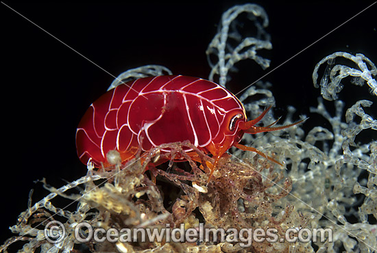 Coral Hopper Amphipod Coffs Harbour photo Coral Hopper Amphipod Coffs Harbour photo
