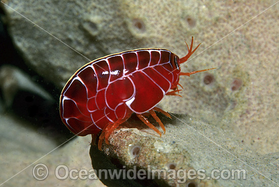 Coral Hopper Amphipod photo Coral Hopper Amphipod photo