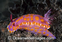 Nudibranch Ceratosoma amoenum Photo - Gary Bell