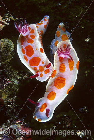 Nudibranch Ceratosoma amoenum photo