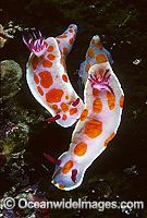 Nudibranch Ceratosoma amoenum Photo - Gary Bell