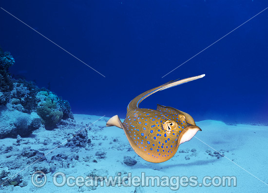 Blue-spotted Stingray Taeniura lymma photo
