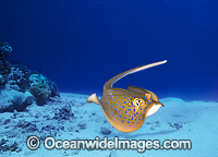 Blue-spotted Stingray Taeniura lymma Photo - Gary Bell