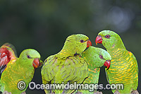 Scaly-breasted Lorikeets Photo - Gary Bell