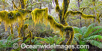 Gondwana Rainforest Photo - Gary Bell