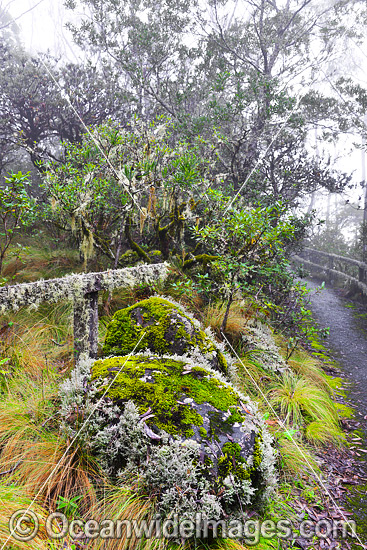 Point Lookout New England Rainforest photo Point Lookout New England Rainforest photo