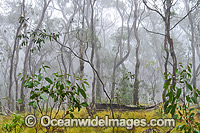 Snow Gums Photo - Gary Bell