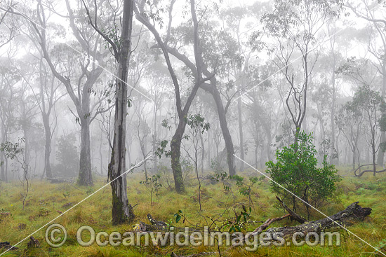 New England National Park photo New England National Park photo