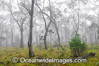 New England National Park Photo - Gary Bell