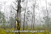 Snow Gums Eucalypt Forest Photo - Gary Bell