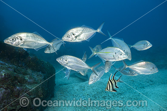 White Trevally and Old Wife photo