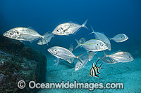 White Trevally and Old Wife Photo - Gary Bell