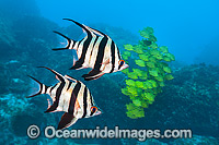 Old Wife and Stripey Photo - Gary Bell