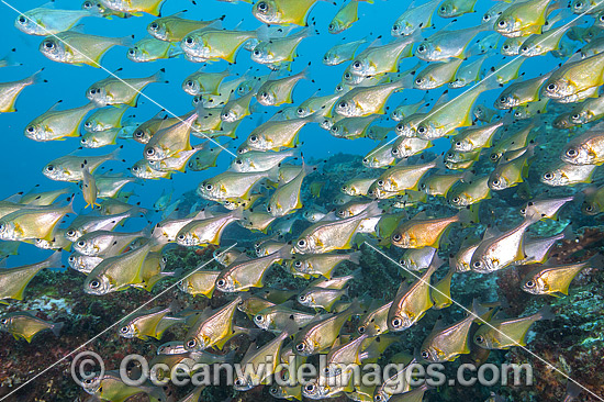 Schooling Black-tipped Bullseye photo Schooling Black-tipped Bullseye photo