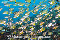 Schooling Black-tipped Bullseye Photo - Gary Bell