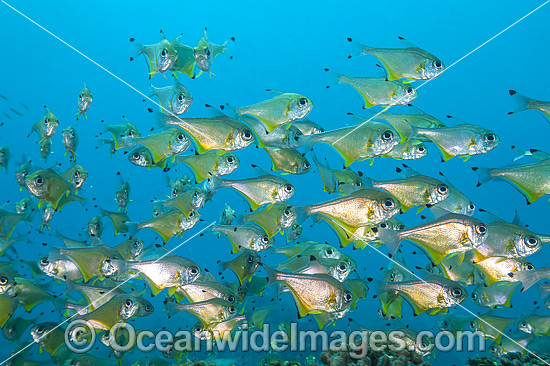 Black-tipped Bullseye Pempheris affinis photo Black-tipped Bullseye Pempheris affinis photo