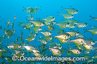 Black-tipped Bullseye Pempheris affinis Photo - Gary Bell