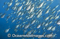 Silver Sweep Coffs Harbour Photo - Gary Bell