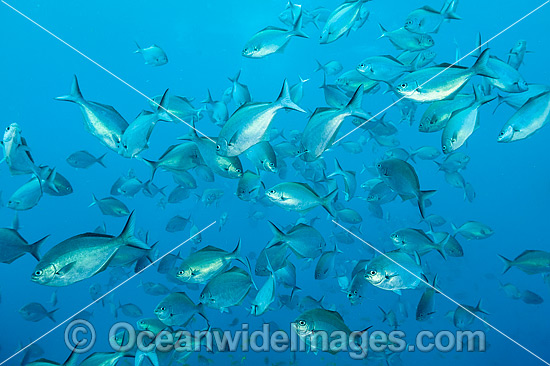 Schooling Silver Sweep photo Schooling Silver Sweep photo