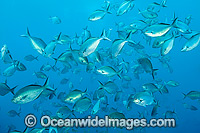 Schooling Silver Sweep Photo - Gary Bell
