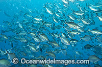 Silver Sweep Scorpis lineolata Photo - Gary Bell