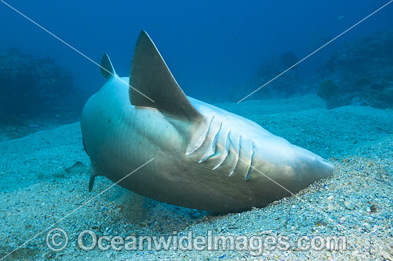 Grey Nurse Shark scraping parasites photo Grey Nurse Shark scraping parasites photo