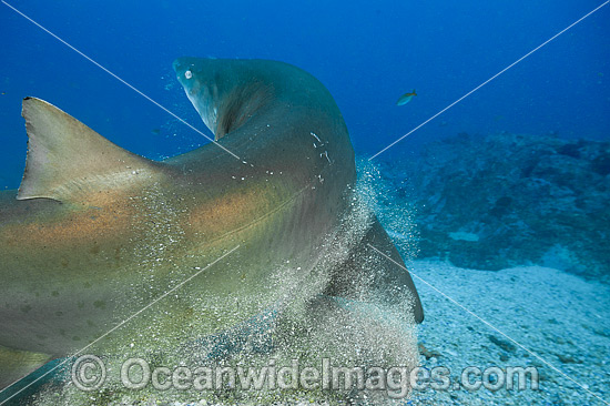 Grey Nurse Shark scraping off parasites photo Grey Nurse Shark scraping off parasites photo