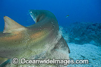 Grey Nurse Shark scraping off parasites Photo - Gary Bell