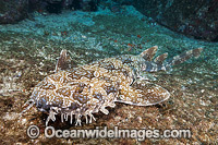 Spotted Wobbegong Shark Photo - Gary Bell