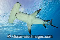 Great Hammerhead Shark Photo - Michael Patrick O'Neill