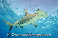 Great Hammerhead Shark Photo - Michael Patrick O'Neill